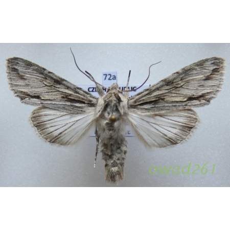 Auchmis detersa (Esper, 1787) ex. larva Czech72a